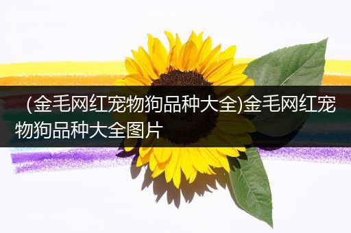 （金毛网红宠物狗品种大全)金毛网红宠物狗品种大全图片