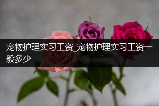 宠物护理实习工资_宠物护理实习工资一般多少