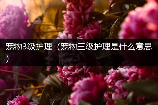 宠物3级护理（宠物三级护理是什么意思）