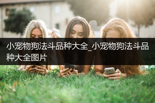 小宠物狗法斗品种大全_小宠物狗法斗品种大全图片