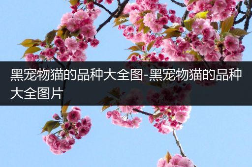 黑宠物猫的品种大全图-黑宠物猫的品种大全图片