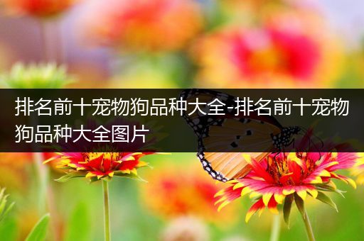 排名前十宠物狗品种大全-排名前十宠物狗品种大全图片