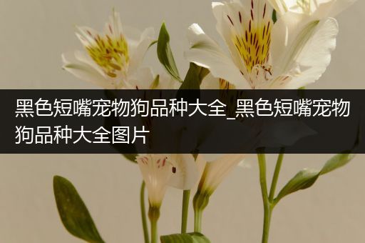 黑色短嘴宠物狗品种大全_黑色短嘴宠物狗品种大全图片