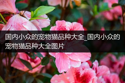 国内小众的宠物猫品种大全_国内小众的宠物猫品种大全图片