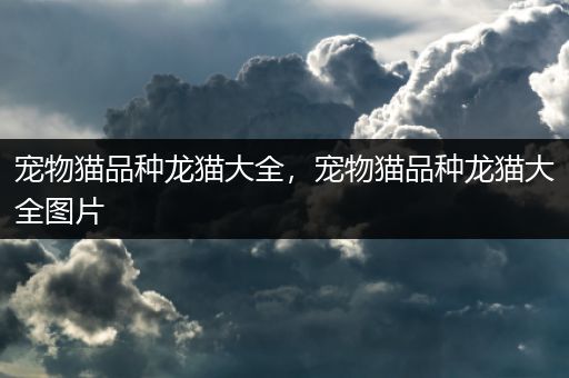 宠物猫品种龙猫大全，宠物猫品种龙猫大全图片