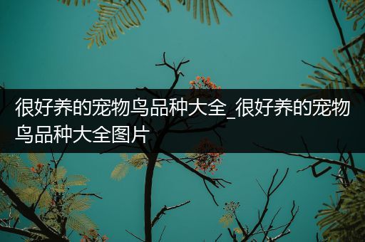 很好养的宠物鸟品种大全_很好养的宠物鸟品种大全图片