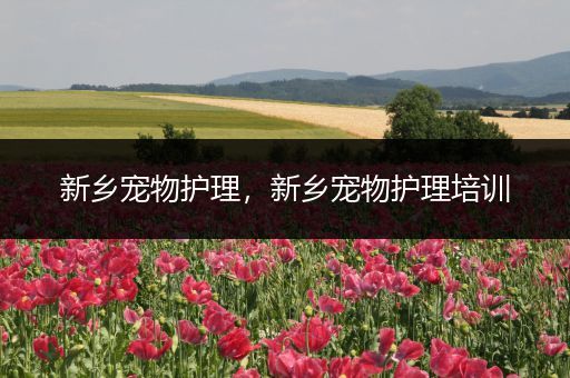 新乡宠物护理，新乡宠物护理培训