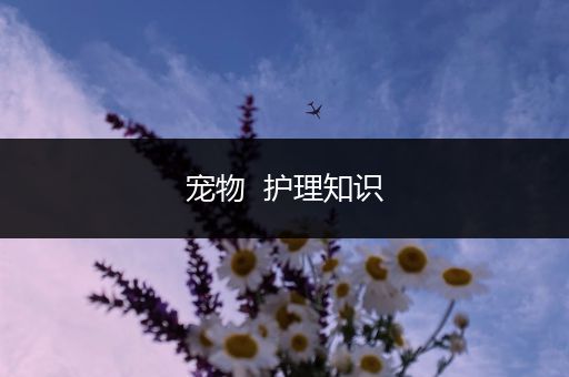 宠物  护理知识