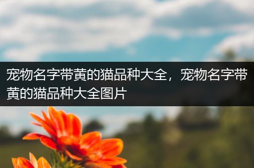 宠物名字带黄的猫品种大全，宠物名字带黄的猫品种大全图片