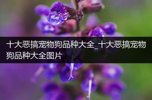 十大恶搞宠物狗品种大全_十大恶搞宠物狗品种大全图片