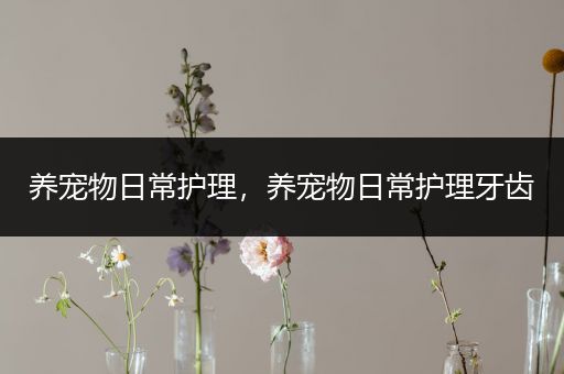 养宠物日常护理，养宠物日常护理牙齿