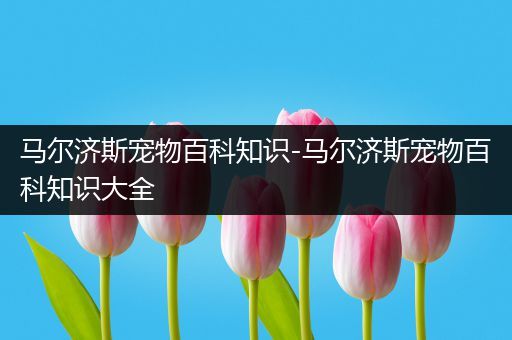 马尔济斯宠物百科知识-马尔济斯宠物百科知识大全