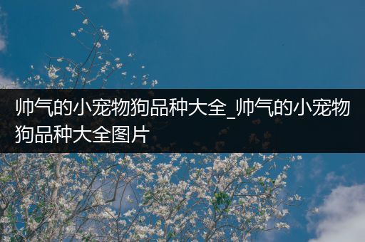 帅气的小宠物狗品种大全_帅气的小宠物狗品种大全图片