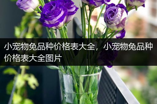 小宠物兔品种价格表大全，小宠物兔品种价格表大全图片