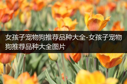女孩子宠物狗推荐品种大全-女孩子宠物狗推荐品种大全图片
