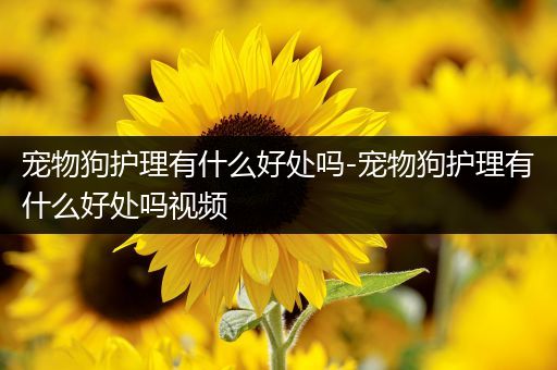 宠物狗护理有什么好处吗-宠物狗护理有什么好处吗视频