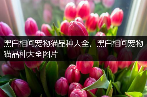 黑白相间宠物猫品种大全，黑白相间宠物猫品种大全图片