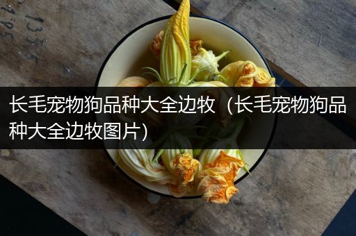 长毛宠物狗品种大全边牧（长毛宠物狗品种大全边牧图片）
