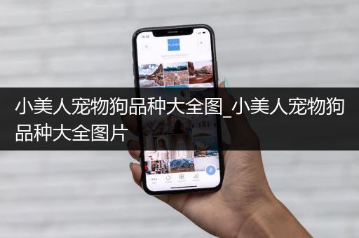 小美人宠物狗品种大全图_小美人宠物狗品种大全图片
