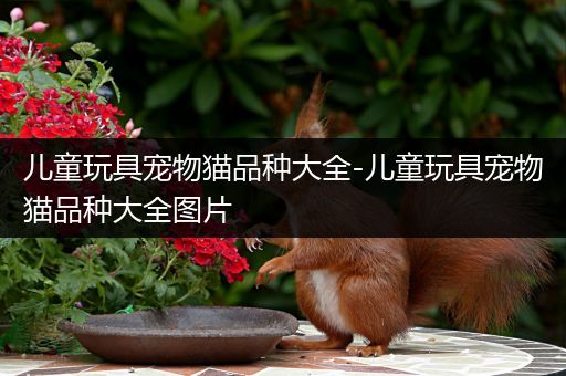 儿童玩具宠物猫品种大全-儿童玩具宠物猫品种大全图片