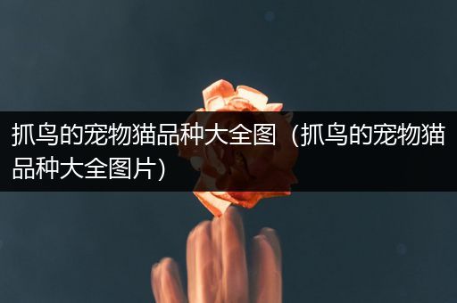 抓鸟的宠物猫品种大全图（抓鸟的宠物猫品种大全图片）