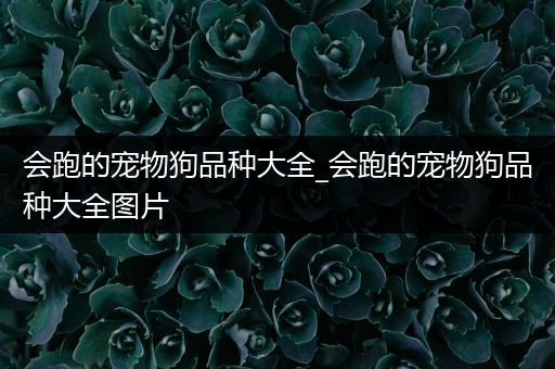 会跑的宠物狗品种大全_会跑的宠物狗品种大全图片