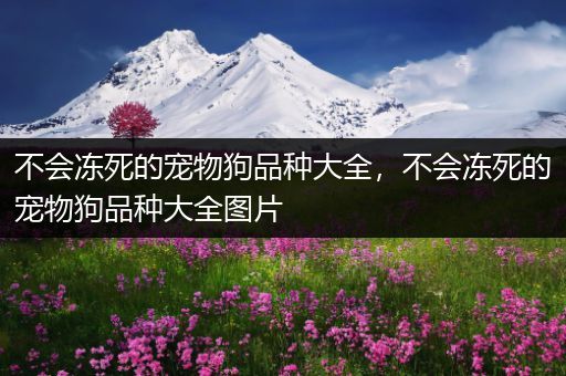 不会冻死的宠物狗品种大全，不会冻死的宠物狗品种大全图片