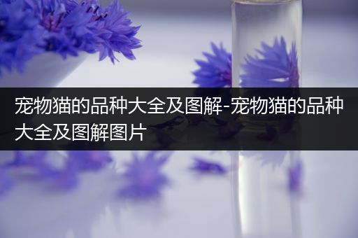 宠物猫的品种大全及图解-宠物猫的品种大全及图解图片