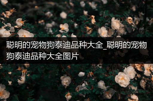 聪明的宠物狗泰迪品种大全_聪明的宠物狗泰迪品种大全图片