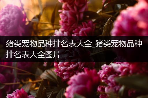 猪类宠物品种排名表大全_猪类宠物品种排名表大全图片