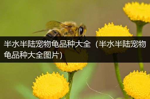 半水半陆宠物龟品种大全（半水半陆宠物龟品种大全图片）
