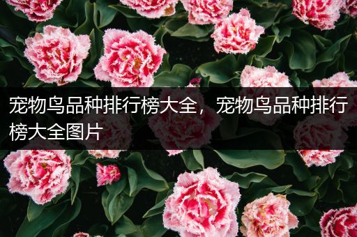 宠物鸟品种排行榜大全，宠物鸟品种排行榜大全图片