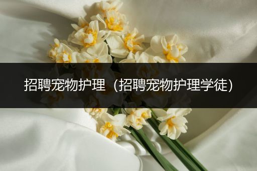 招聘宠物护理（招聘宠物护理学徒）