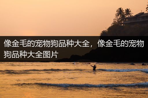 像金毛的宠物狗品种大全，像金毛的宠物狗品种大全图片