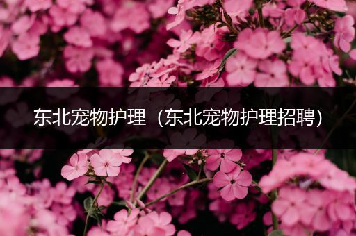 东北宠物护理（东北宠物护理招聘）