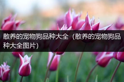 散养的宠物狗品种大全（散养的宠物狗品种大全图片）