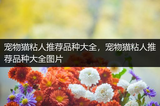 宠物猫粘人推荐品种大全，宠物猫粘人推荐品种大全图片