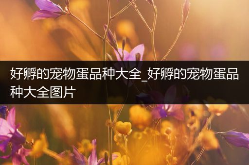 好孵的宠物蛋品种大全_好孵的宠物蛋品种大全图片