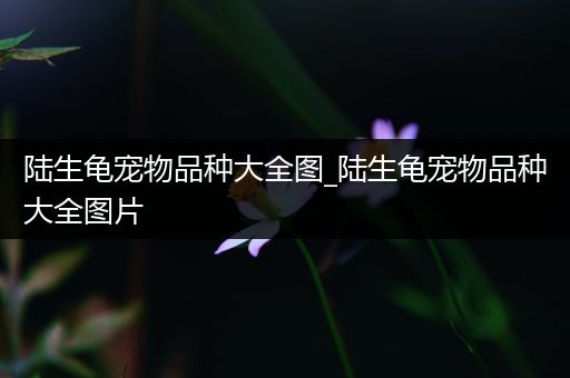 陆生龟宠物品种大全图_陆生龟宠物品种大全图片