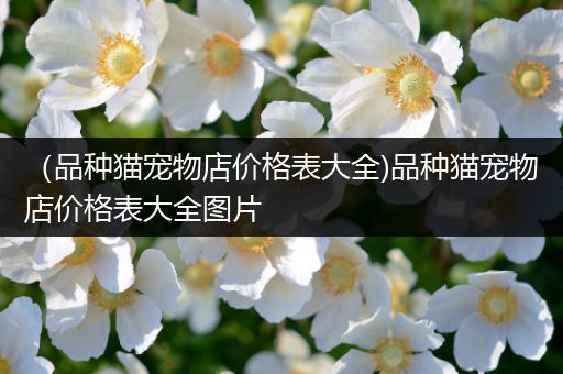 （品种猫宠物店价格表大全)品种猫宠物店价格表大全图片