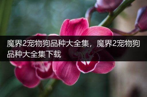 魔界2宠物狗品种大全集，魔界2宠物狗品种大全集下载