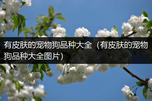 有皮肤的宠物狗品种大全（有皮肤的宠物狗品种大全图片）