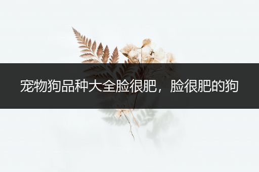 宠物狗品种大全脸很肥，脸很肥的狗