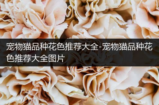 宠物猫品种花色推荐大全-宠物猫品种花色推荐大全图片