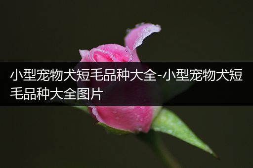小型宠物犬短毛品种大全-小型宠物犬短毛品种大全图片