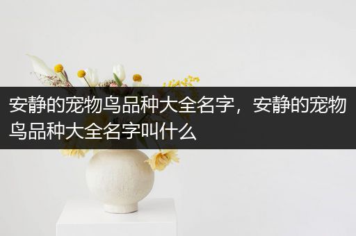 安静的宠物鸟品种大全名字，安静的宠物鸟品种大全名字叫什么