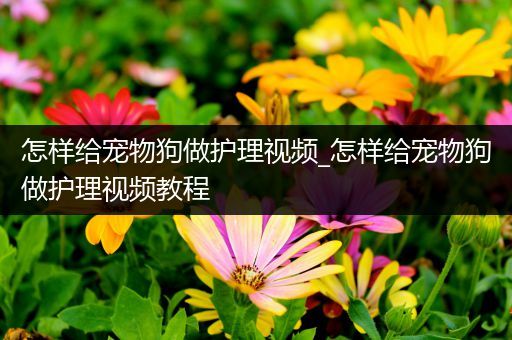怎样给宠物狗做护理视频_怎样给宠物狗做护理视频教程