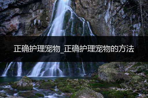 正确护理宠物_正确护理宠物的方法