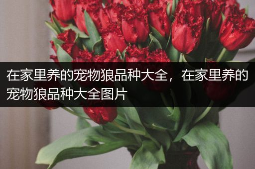 在家里养的宠物狼品种大全，在家里养的宠物狼品种大全图片