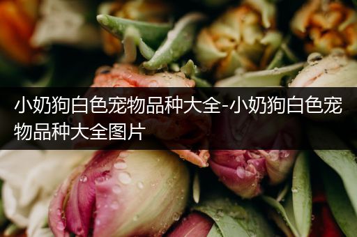 小奶狗白色宠物品种大全-小奶狗白色宠物品种大全图片